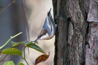 Brown-headed Nuthatch Assateague State Park, VA IMG_6045