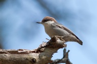 Brown-headed Nuthatch Assateague State Park, VA IMG_6091