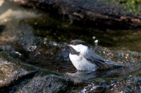 Chickadee, Richmond, VA IMG_8833