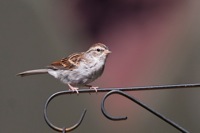 Chipping Sparrow Kiptopeke State Park, VA IMG_5678