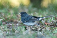 Dark-eyed Junco Kiptopeke State Park, VA IMG_6778