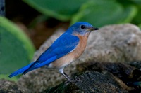 Eastern Blue Bird Richmond, VA IMG_9360