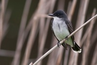 Eastern Kingbird Bombay Hook NWR, DE IMG_0910