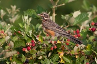 American Robin Richmond, VA IMG_5192