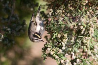 Golden-crowned Kinglet False Cape State Park, VA IMG_7726