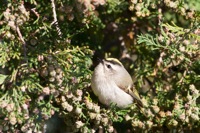 Golden-crowned Kinglet False Cape State Park, VA IMG_7754