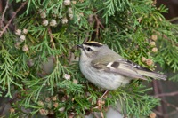 Golden-crowned Kinglet False Cape State Park, VA IMG_7905