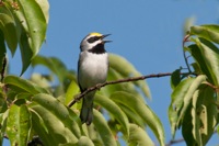 Golden-winged Warbler Highland County, VA IMG_5125