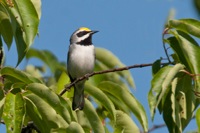 Golden-winged Warbler Highland County, VA IMG_5126