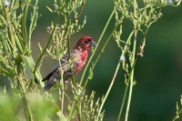 House Finch Richmond, VA IMG_5233