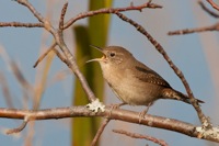 House Wren False Cape State Park, VA IMG_7997