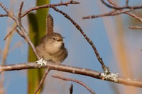 House Wren False Cape State Park, VA IMG_8010