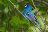 Indigo Bunting Bombay Hook NWR, DE IMG_0677