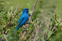 Indigo Bunting Featherfin WMA, VA IMG_4364