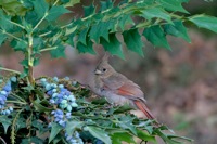 Northern Cardinal (Juvenile) Richmond IMG_9664