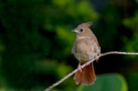 Northern Cardinal (Juvenile) Richmond, VA IMG_9685