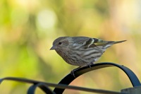 Pine Siskin Kiptopeke State Park, VA IMG_6718