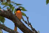 Baltimore Oriole James River Park, VA IMG_4030