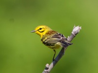 Prairie Warbler Featherfin WMA, VA IMG_4245