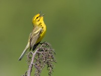 Prairie Warbler Featherfin WMA, VA IMG_4271