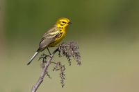 Prairie Warbler Featherfin WMA, VA IMG_4276