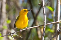 Prothonotary Warbler Dismal Swamp NWR, VA IMG_4355