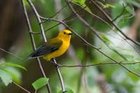 Prothonotary Warbler James River Park, VA IMG_3861