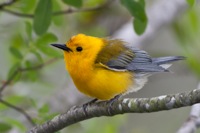 Prothonotary Warbler Merchants Millpond State Park, NC IMG_4056 