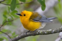 Prothonotary Warbler Merchants Millpond State Park, NC IMG_4056