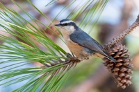 Red-breasted Nuthatch Assateague State Park, VA IMG_6117