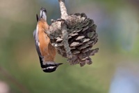 Red-breasted Nuthatch Assateague State Park, VA IMG_6125