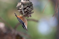 Red-breasted Nuthatch Assateague State Park, VA IMG_6135