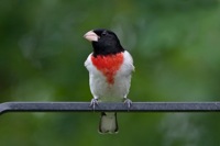 Rose-breasted Grosbeak Richmond, VA IMG_9717