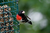 Rose-breasted Grosbeak Richmond, VA IMG_9735