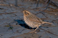 Saltmarsh Sharp-tailed Sparrow Chincoteague NWR, VA IMG_1938