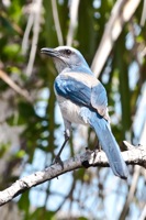 Scrub Jay Merritt Island NWR, FL IMG_6337