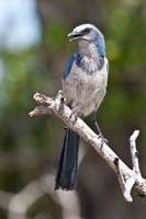 Scrub Jay Merritt Island NWR, FL IMG_6368