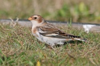 Snow Bunting Kiptopeke State Park, VA IMG_1019