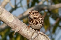 Song Sparrow False Cape State Park, VA IMG_7978