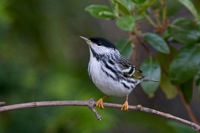 Blackpoll Warbler Richmond, VA IMG_9268