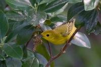 Yellow Warbler (Female) Richmond, VA IMG_9206