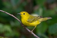 Yellow Warbler (Female) Richmond, VA IMG_9209