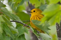 Yellow Warbler Prime Hook NWR, DE IMG_0603