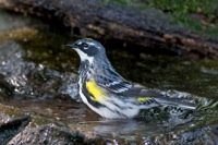 Yellow-rumped Warbler Richmond, VA IMG_8914