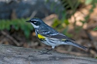 Yellow-rumped Warbler Richmond, VA IMG_9501