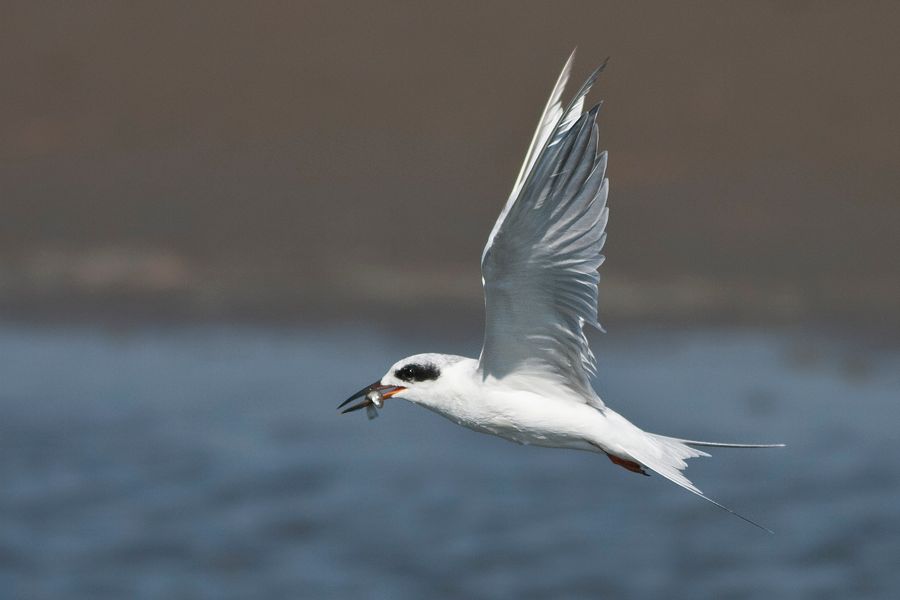 Forster Tern Chincoteague NWR, VA IMG_6923