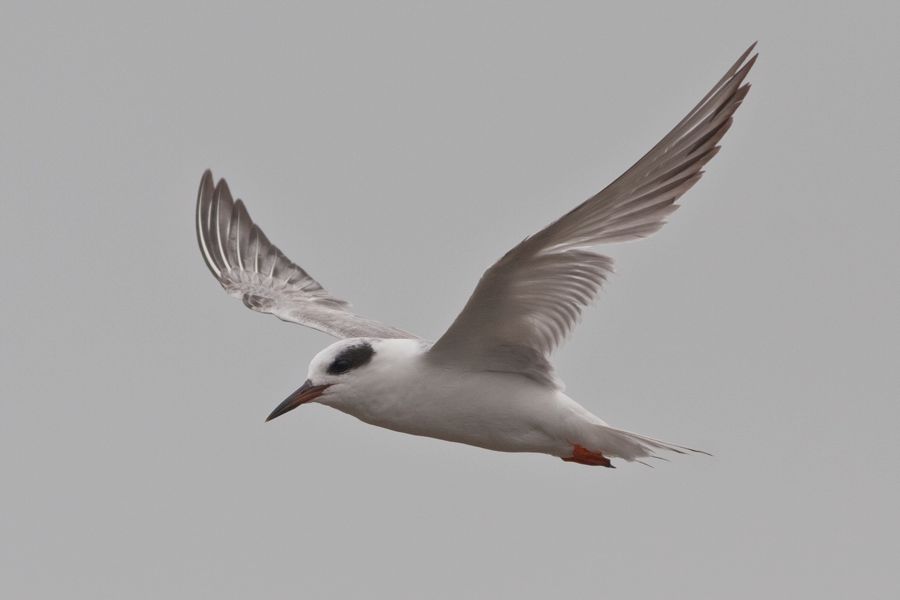 Forster's Tern Near Prime Hook NWR, DE IMG_0512