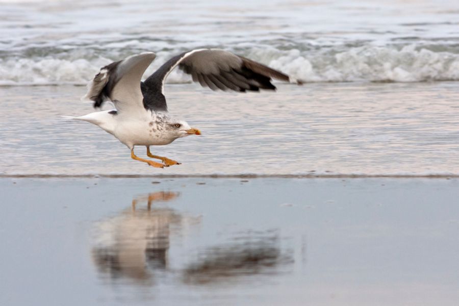 Lesser Black-backed Gull False Cape State Park, VA IMG_7417