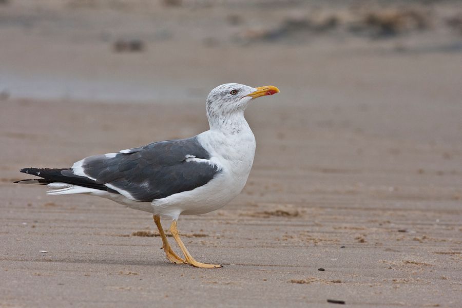 Lesser Black-backed Gull Sandbridge, VA IMG_7382