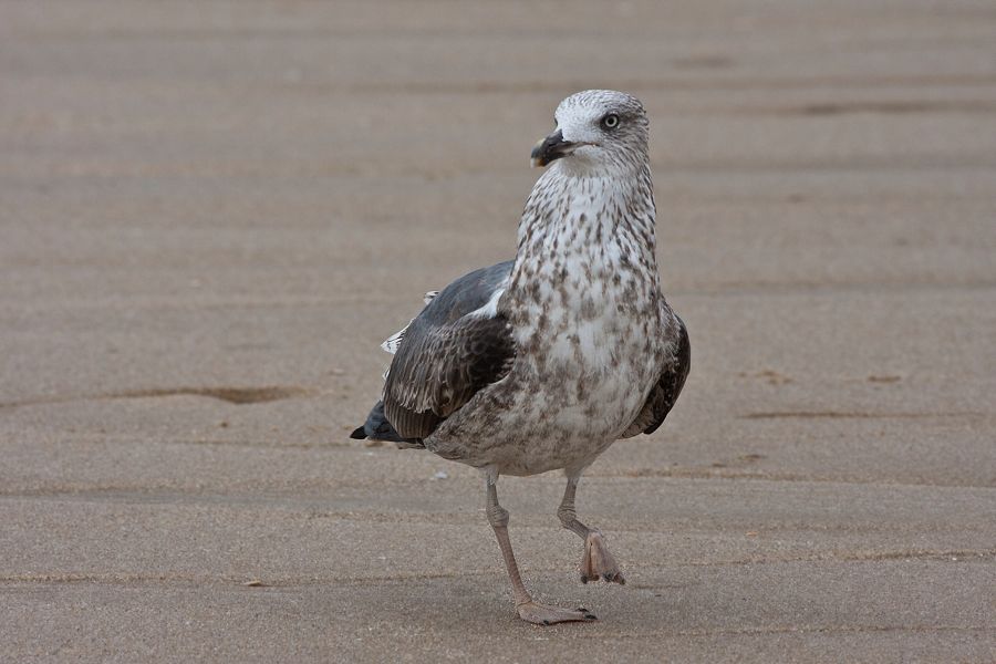 Lesser Black-backed Gull Sandbridge, VA IMG_7384